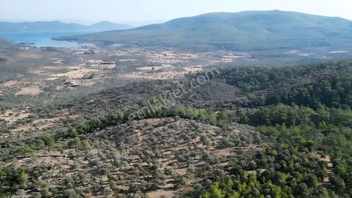 Arsa-Zeytinlik