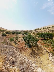 Arsa-Bağ & Bahçe