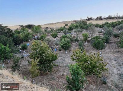 Arsa-Bağ & Bahçe