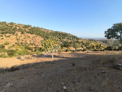 Arsa-Bağ & Bahçe