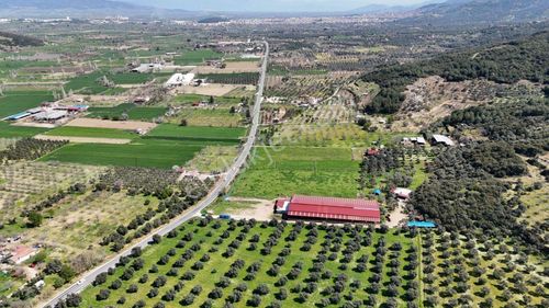 Arsa-Zeytinlik