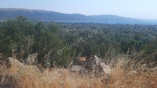 Arsa-Zeytinlik