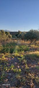 Soma Beyce Mah.satılık Zeytinlik