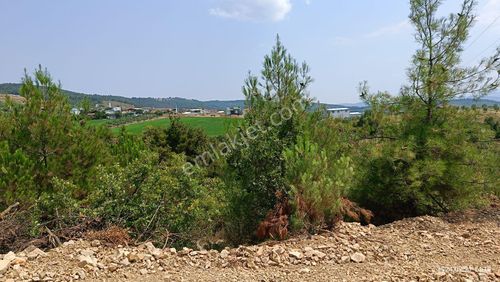 Arsa-Zeytinlik