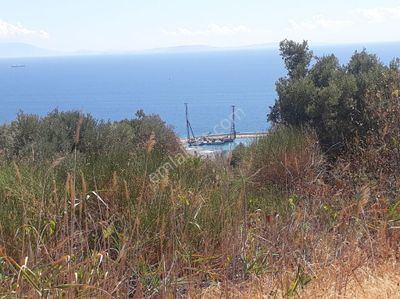 Arsa-Zeytinlik