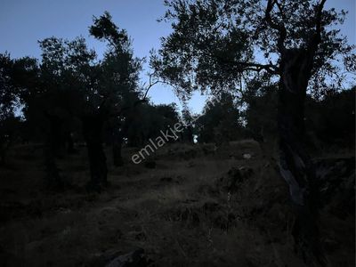 Arsa-Tarla