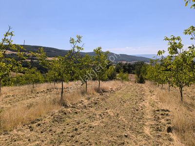 Arsa-Tarla