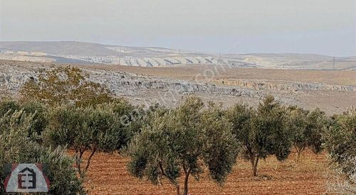 Arsa-Bağ & Bahçe