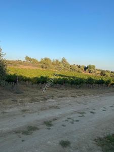 Arsa-Tarla