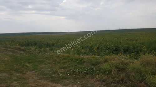 Arsa-Tarla