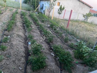Arsa-Bağ & Bahçe