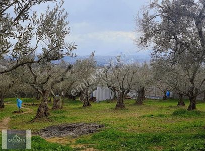 Arsa-Villa İmarlı