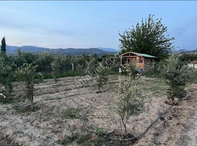Arsa-Konut İmarlı