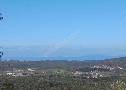 Arsa-Zeytinlik