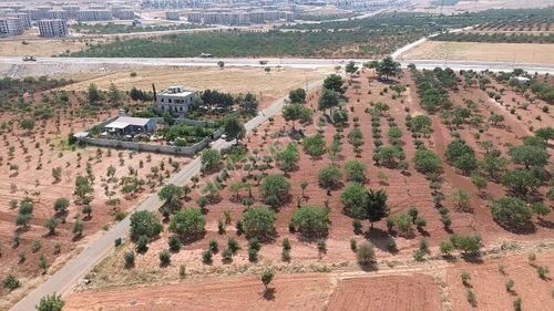 Arsa-Bağ & Bahçe