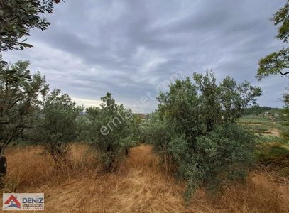 Arsa-Zeytinlik