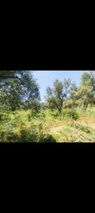 Arsa-Zeytinlik