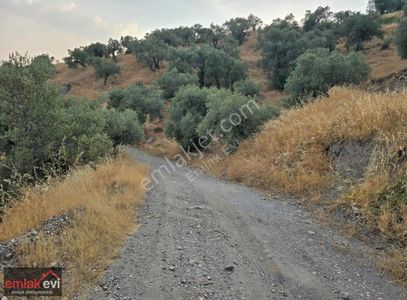 Arsa-Zeytinlik