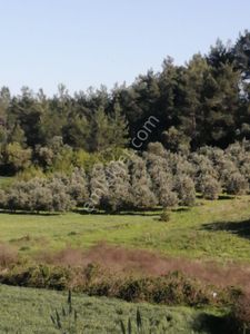 Arsa-Zeytinlik