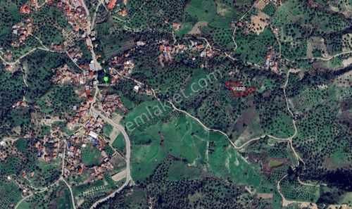 Arsa-Zeytinlik
