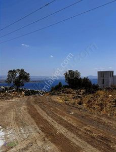 Arsa-Zeytinlik