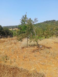 Arsa-Tarla