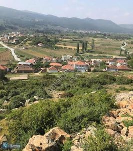Arsa-Zeytinlik