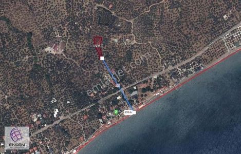 Arsa-Zeytinlik