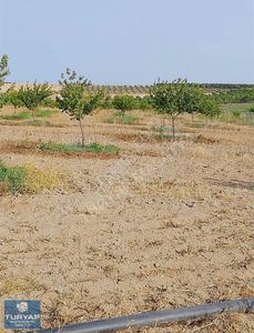 Arsa-Bağ & Bahçe