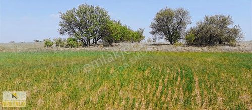 Arsa-Tarla