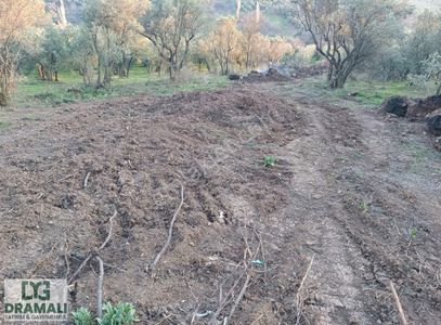 Arsa-Zeytinlik