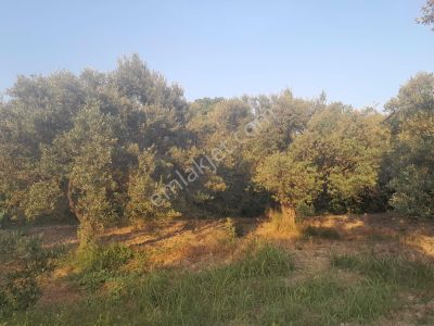 Arsa-Zeytinlik