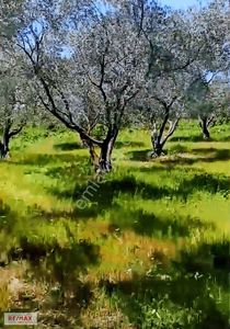 Arsa-Tarla