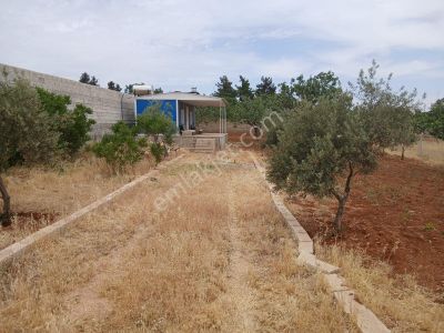 Arsa-Bağ & Bahçe