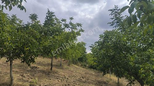 Arsa-Zeytinlik