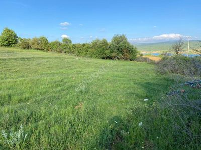 Arsa-Zeytinlik