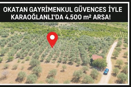 Arsa-Zeytinlik
