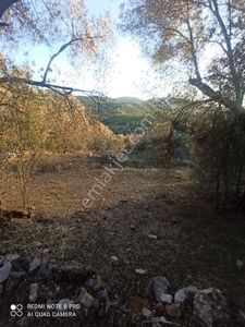 Arsa-Tarla