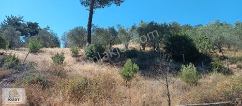 Arsa-Zeytinlik