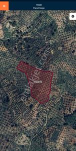 Arsa-Zeytinlik