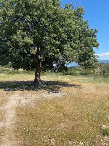 Arsa-Tarla
