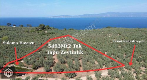 Arsa-Zeytinlik