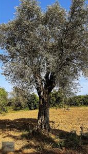 Arsa-Bağ & Bahçe