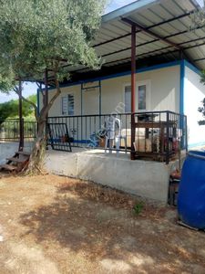 Arsa-Zeytinlik