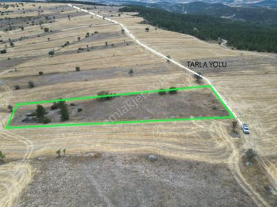 Arsa-Tarla
