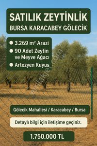 Arsa-Zeytinlik