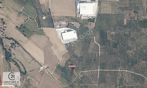 Arsa-Zeytinlik