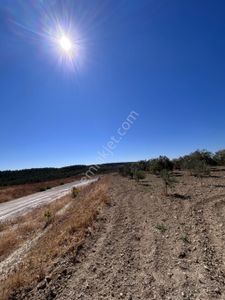 Arsa-Zeytinlik