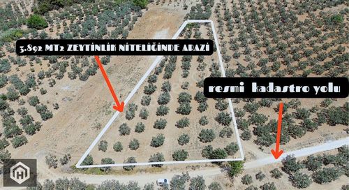 Arsa-Zeytinlik