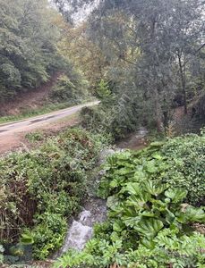 Arsa-Bağ & Bahçe